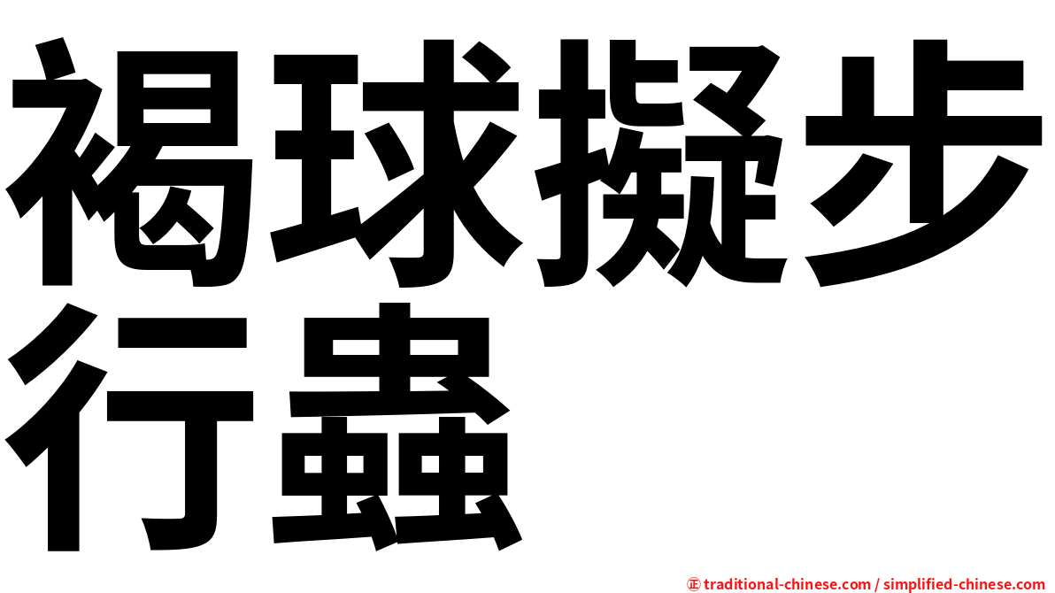 褐球擬步行蟲