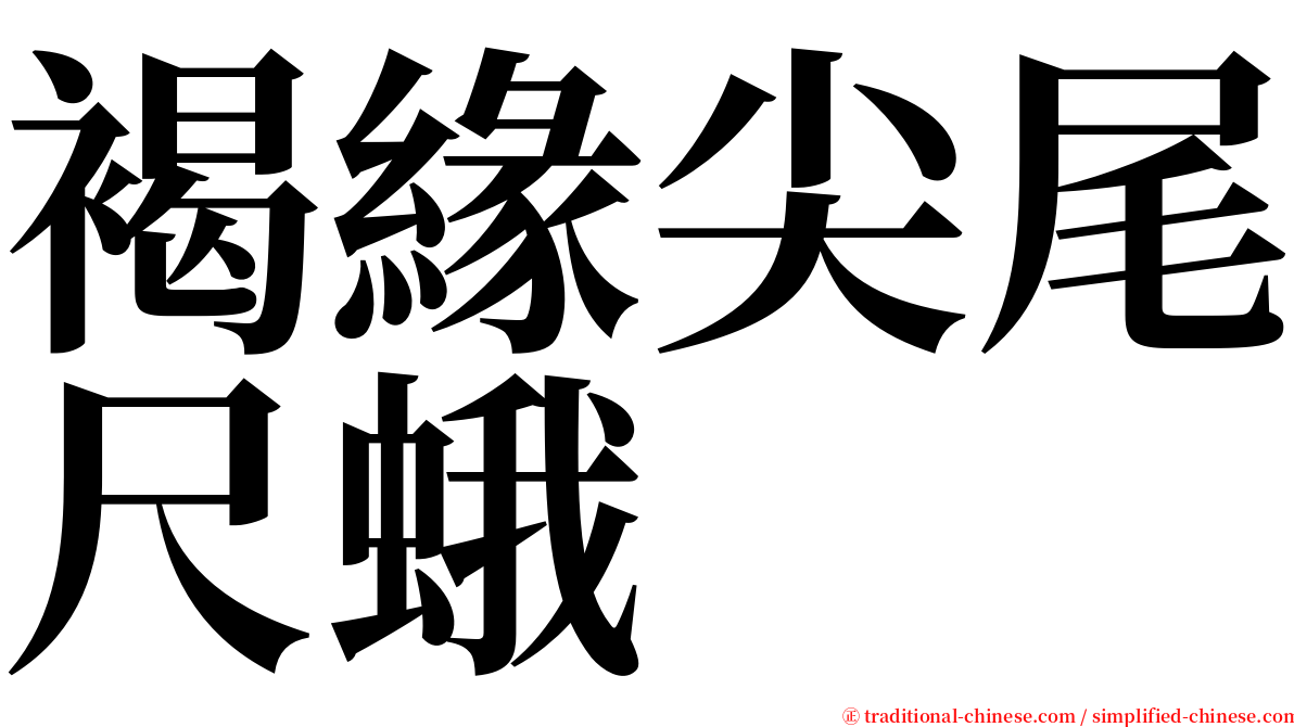 褐緣尖尾尺蛾 serif font