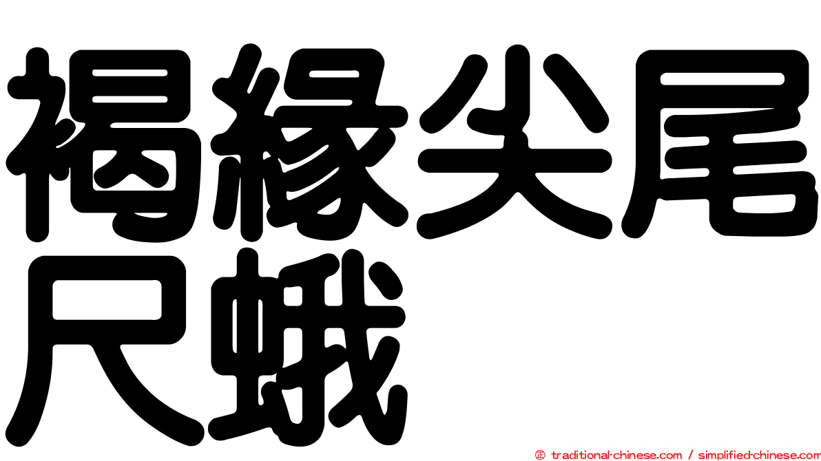 褐緣尖尾尺蛾
