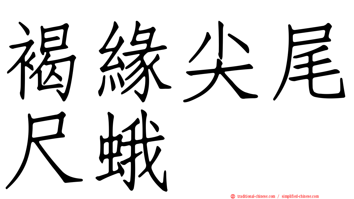 褐緣尖尾尺蛾