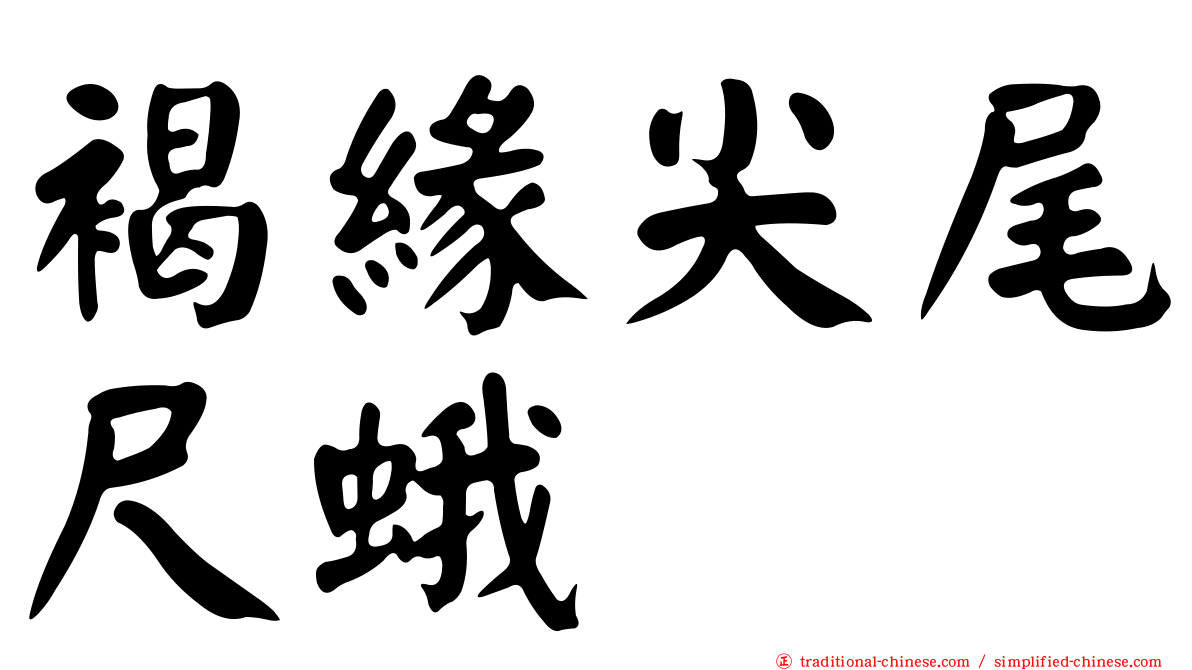 褐緣尖尾尺蛾