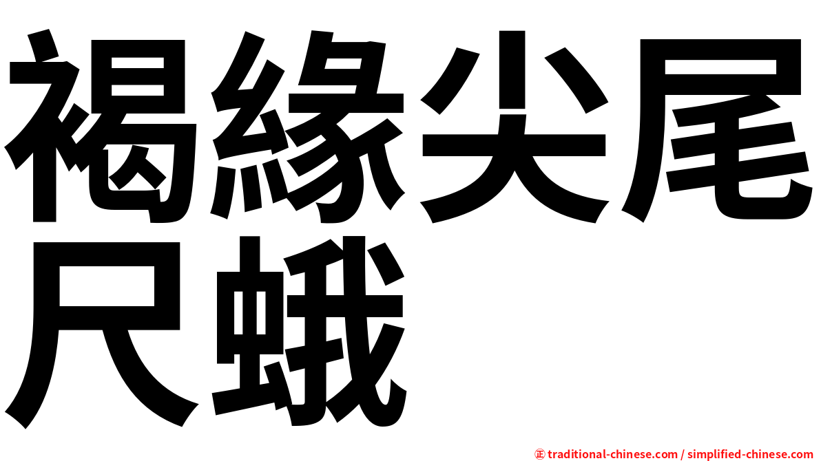 褐緣尖尾尺蛾