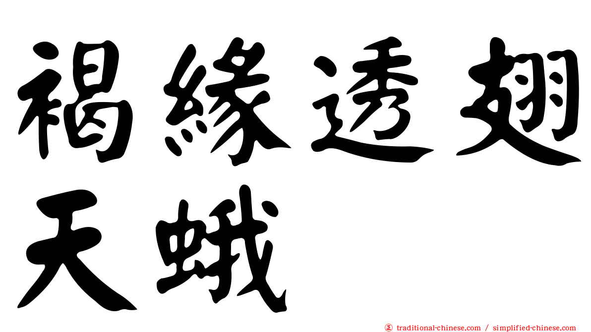 褐緣透翅天蛾