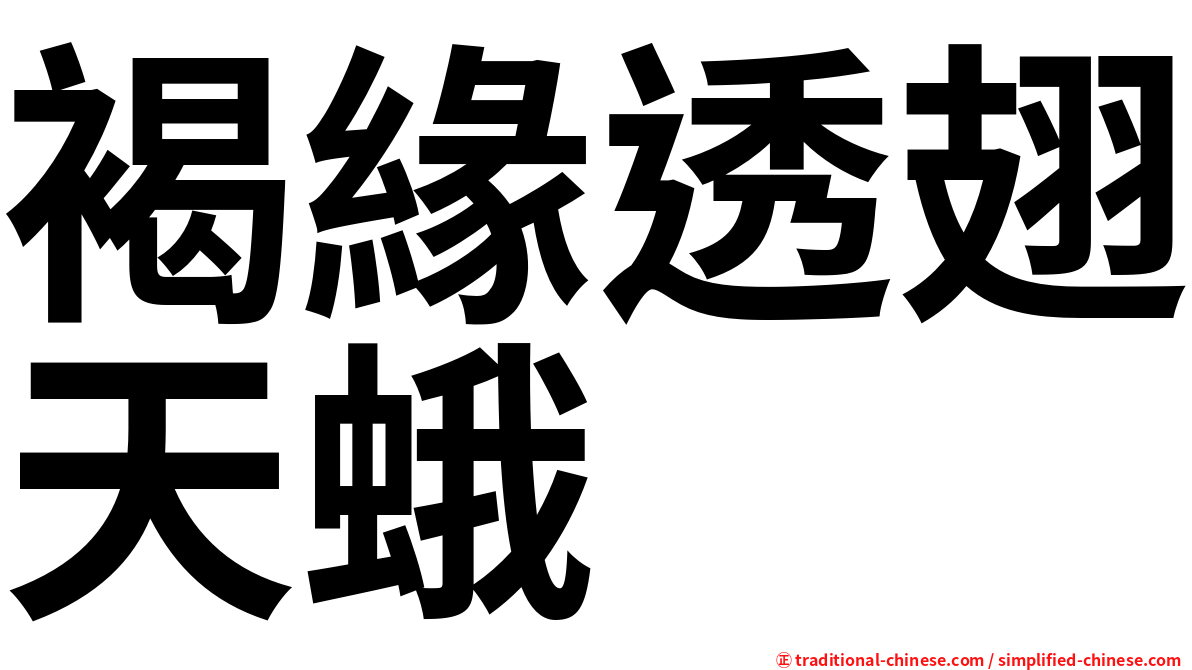 褐緣透翅天蛾