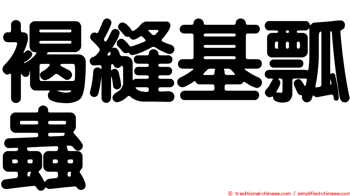 褐縫基瓢蟲