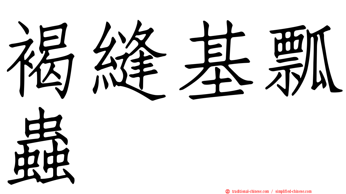 褐縫基瓢蟲
