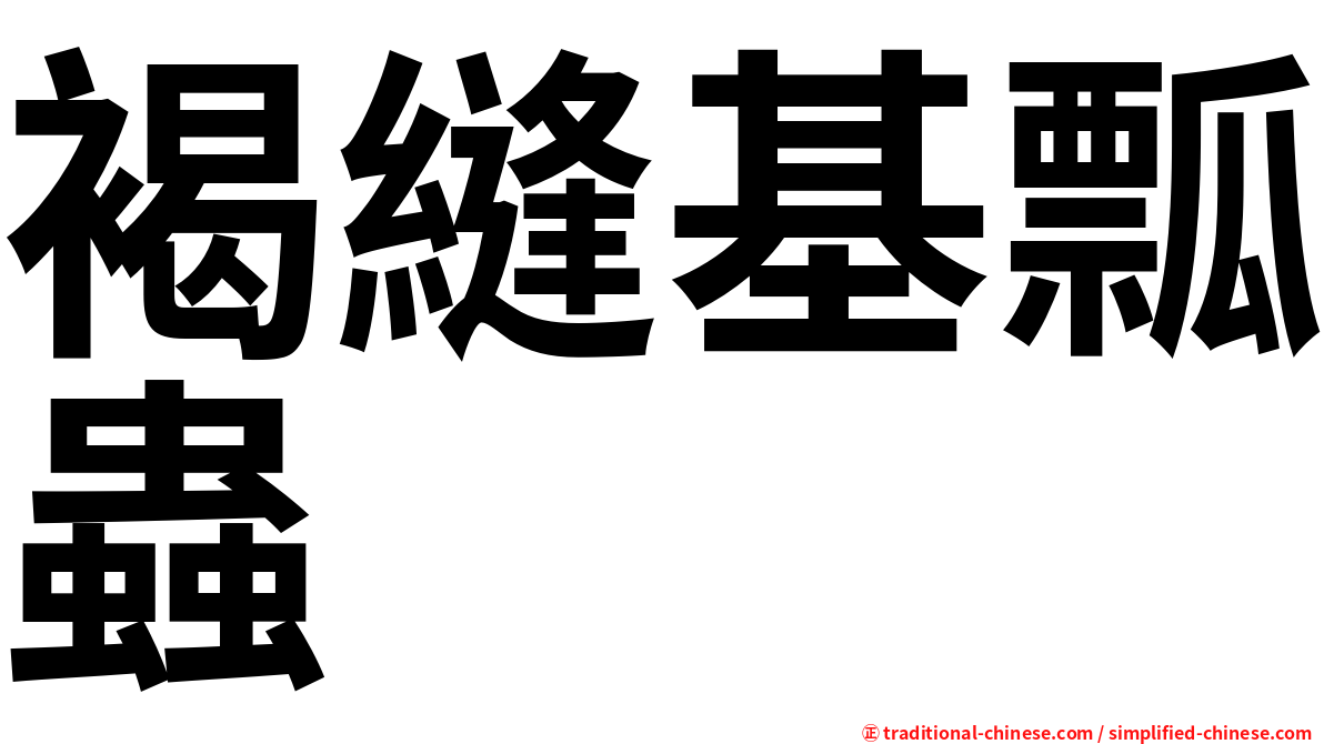 褐縫基瓢蟲