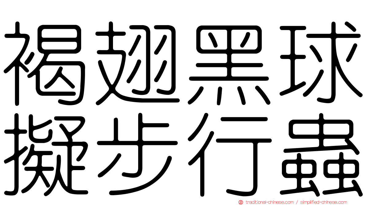 褐翅黑球擬步行蟲