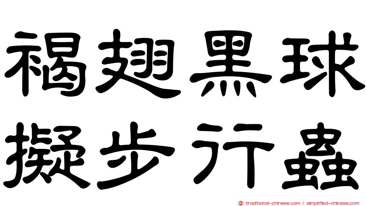 褐翅黑球擬步行蟲