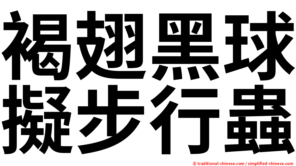 褐翅黑球擬步行蟲