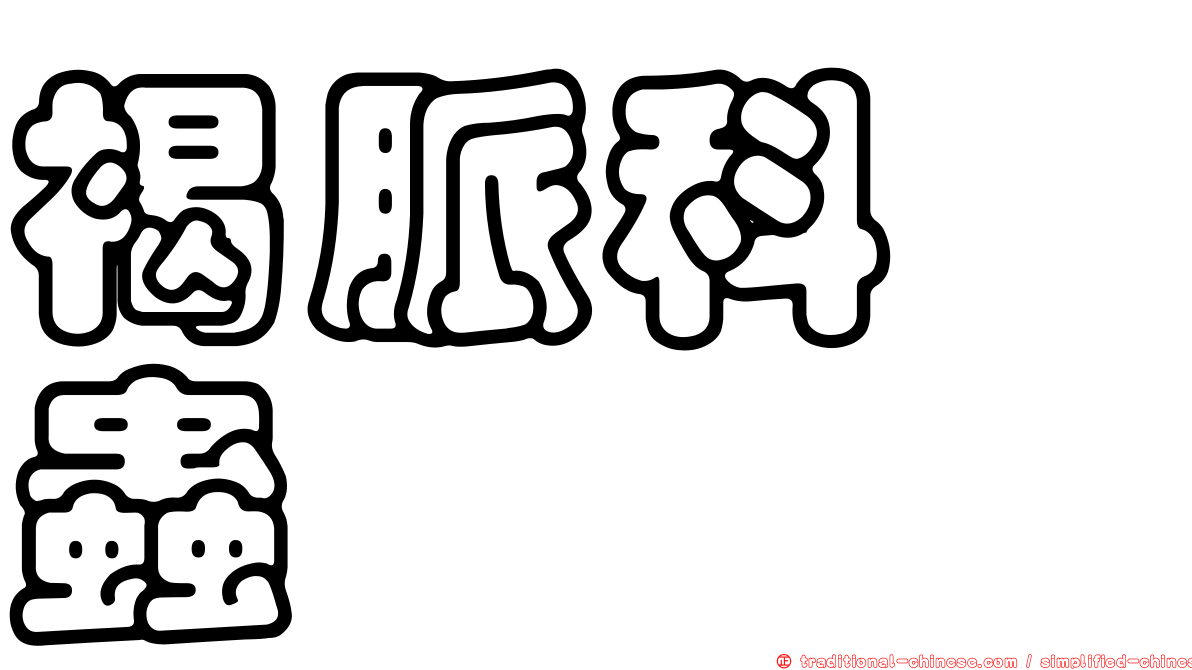 褐脈科嚙蟲