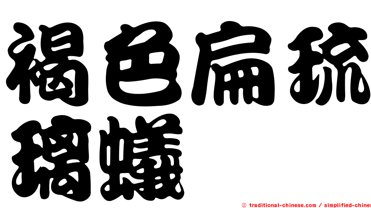 褐色扁琉璃蟻