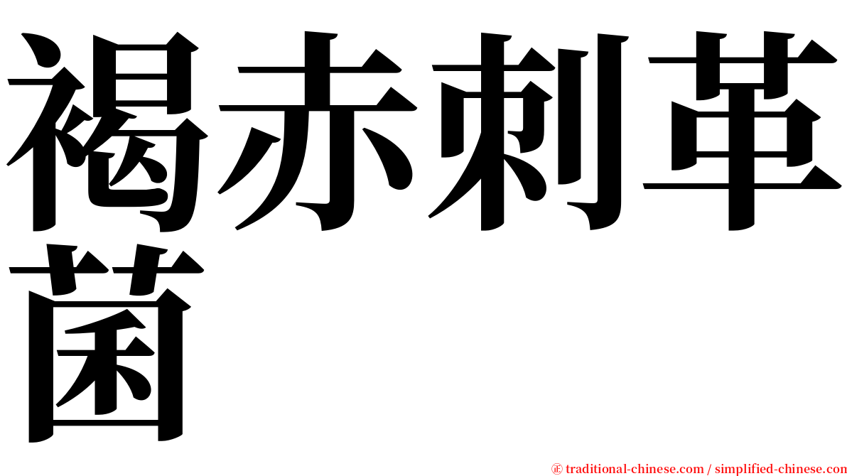 褐赤刺革菌 serif font