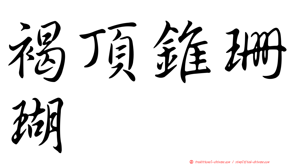褐頂錐珊瑚