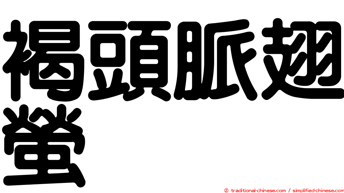 褐頭脈翅螢