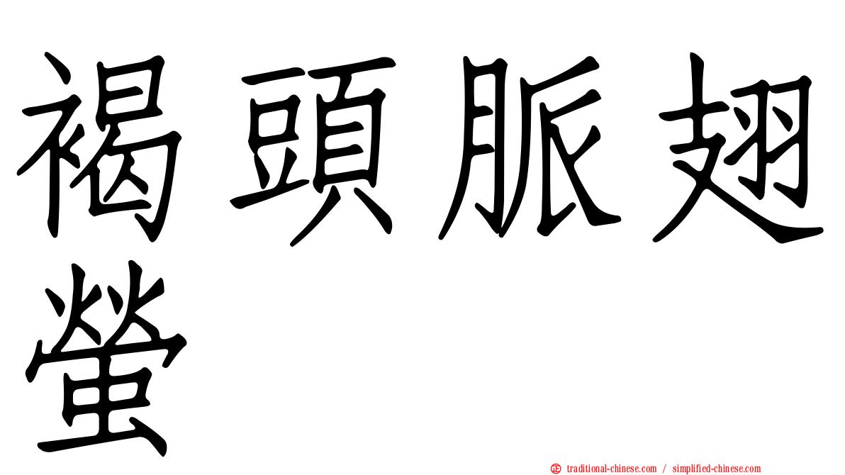 褐頭脈翅螢