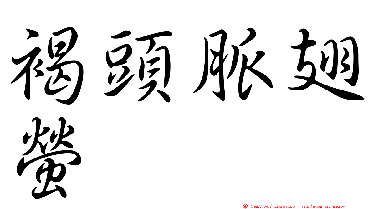 褐頭脈翅螢
