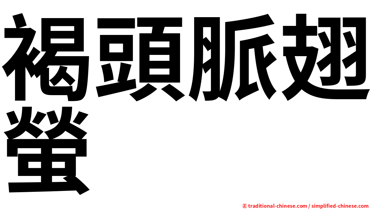 褐頭脈翅螢