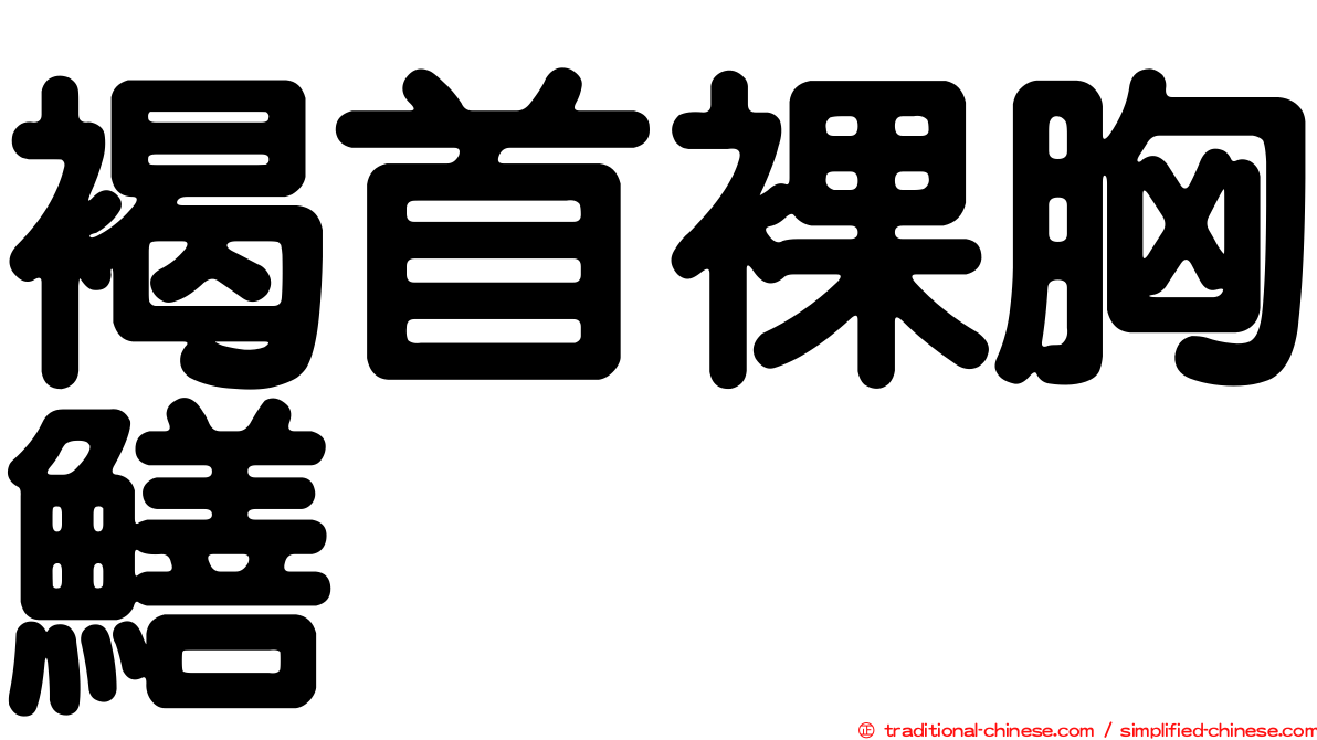 褐首裸胸鱔