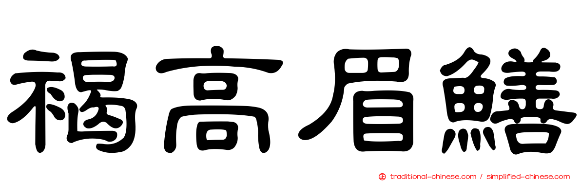 褐高眉鱔