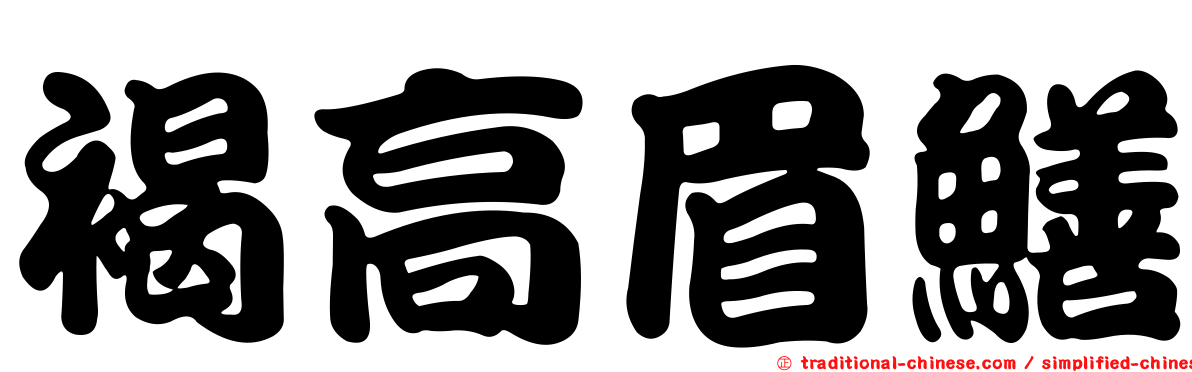 褐高眉鱔