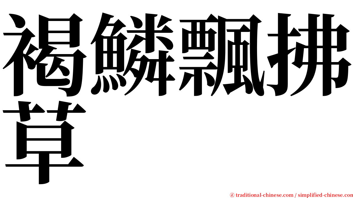 褐鱗飄拂草 serif font