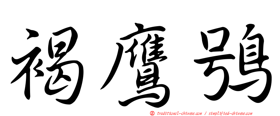 褐鷹鴞