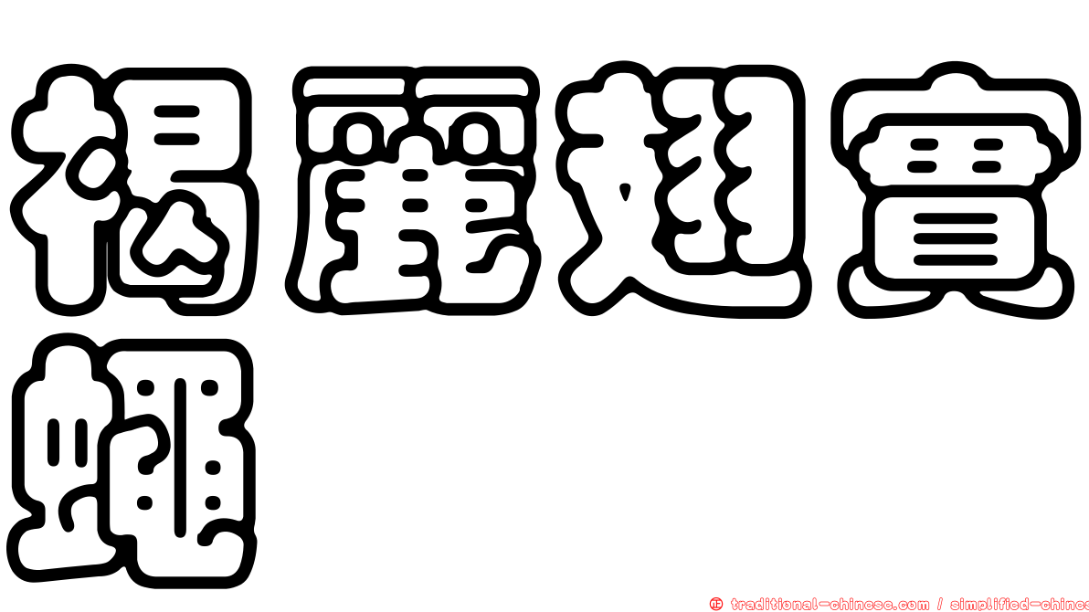 褐麗翅實蠅