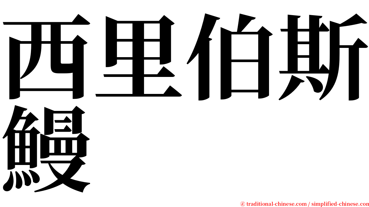 西里伯斯鰻 serif font