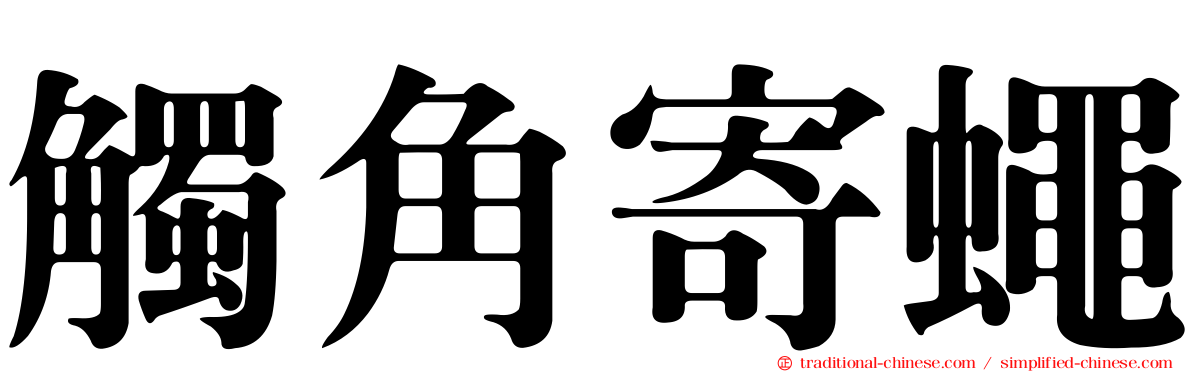 觸角寄蠅