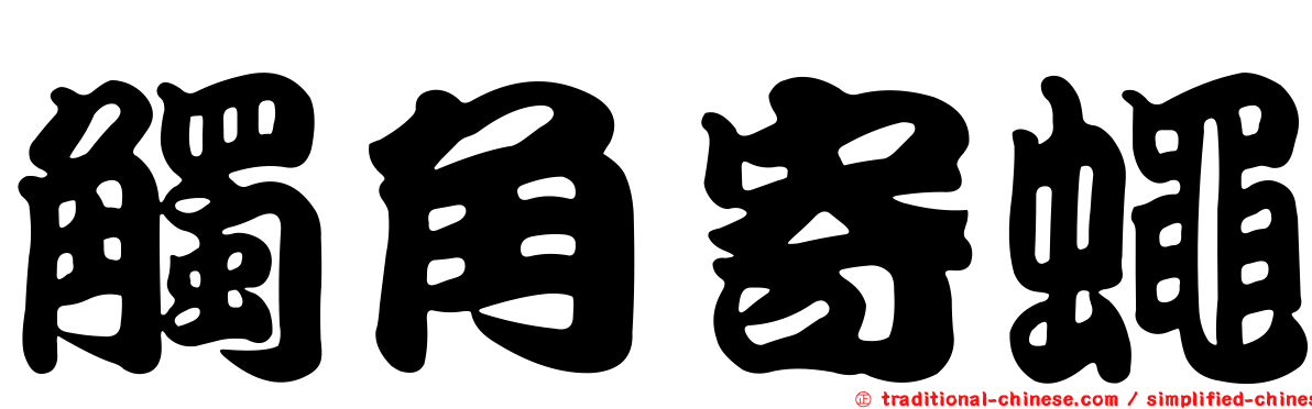 觸角寄蠅