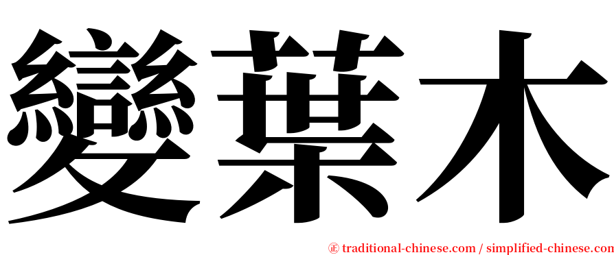 變葉木 serif font