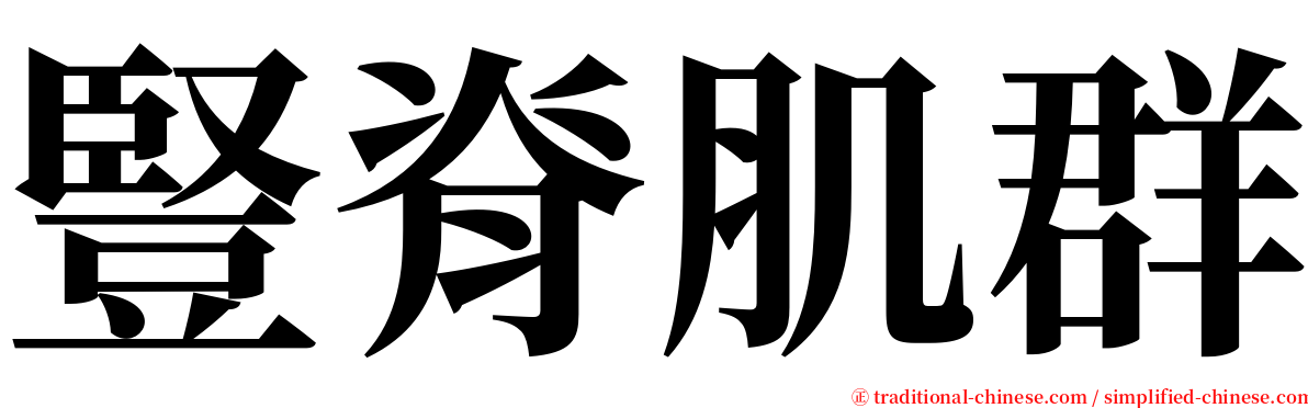 豎脊肌群 serif font