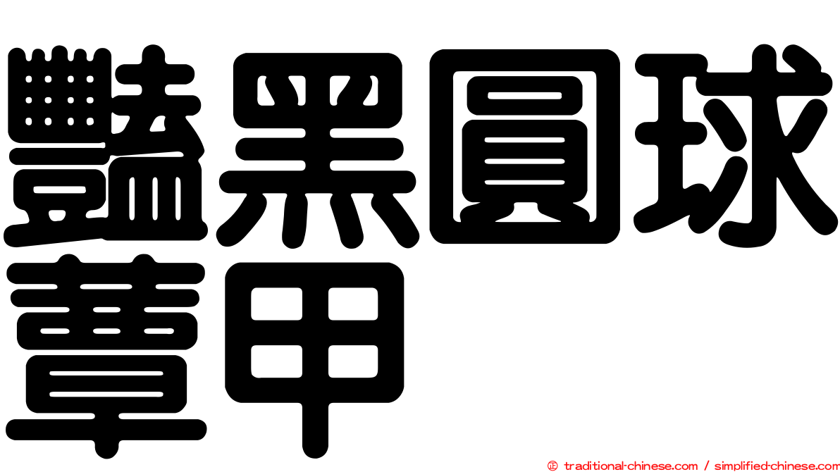 豔黑圓球蕈甲