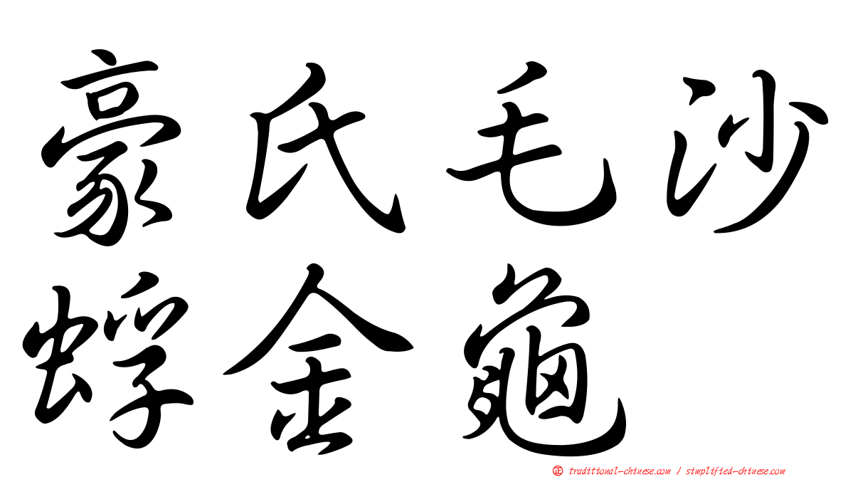 豪氏毛沙蜉金龜