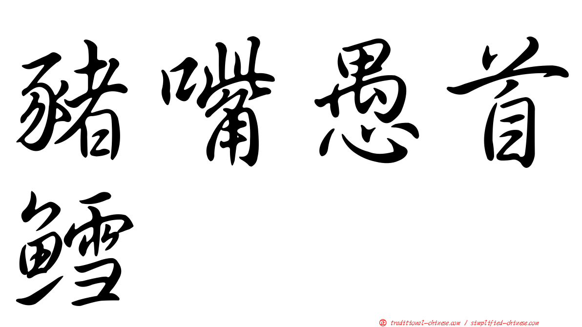豬嘴愚首鱈