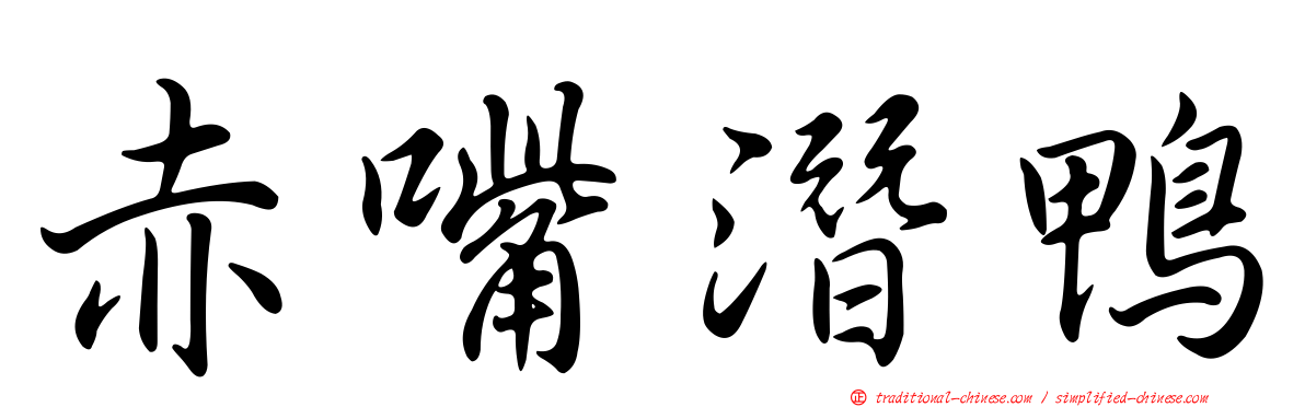 赤嘴潛鴨