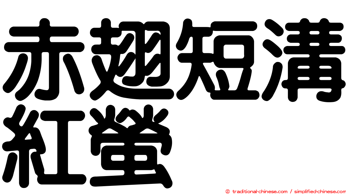 赤翅短溝紅螢