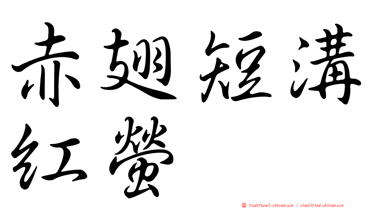 赤翅短溝紅螢