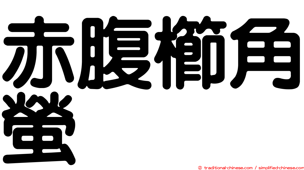 赤腹櫛角螢