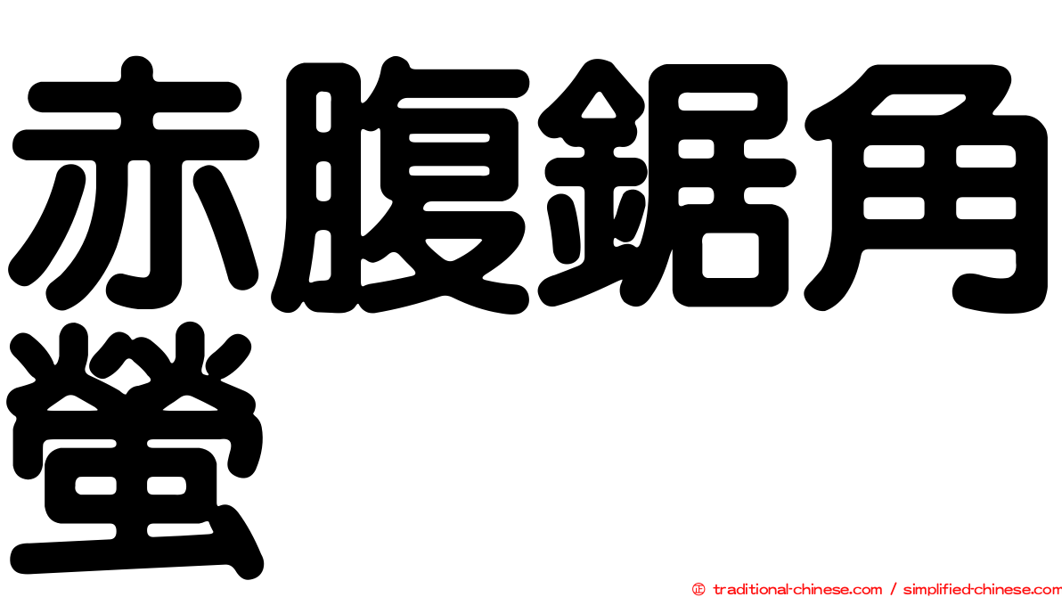赤腹鋸角螢