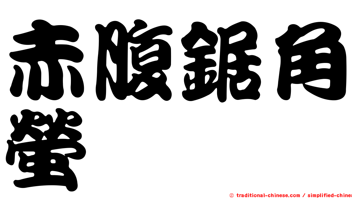 赤腹鋸角螢