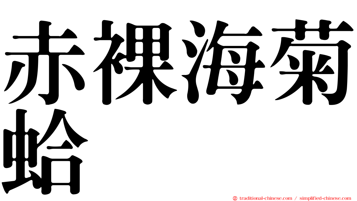 赤裸海菊蛤