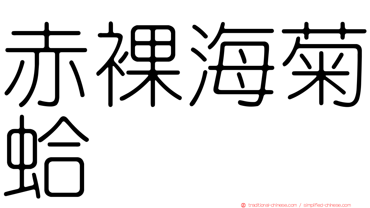 赤裸海菊蛤