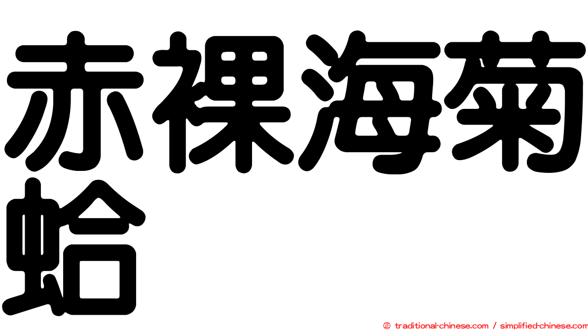 赤裸海菊蛤