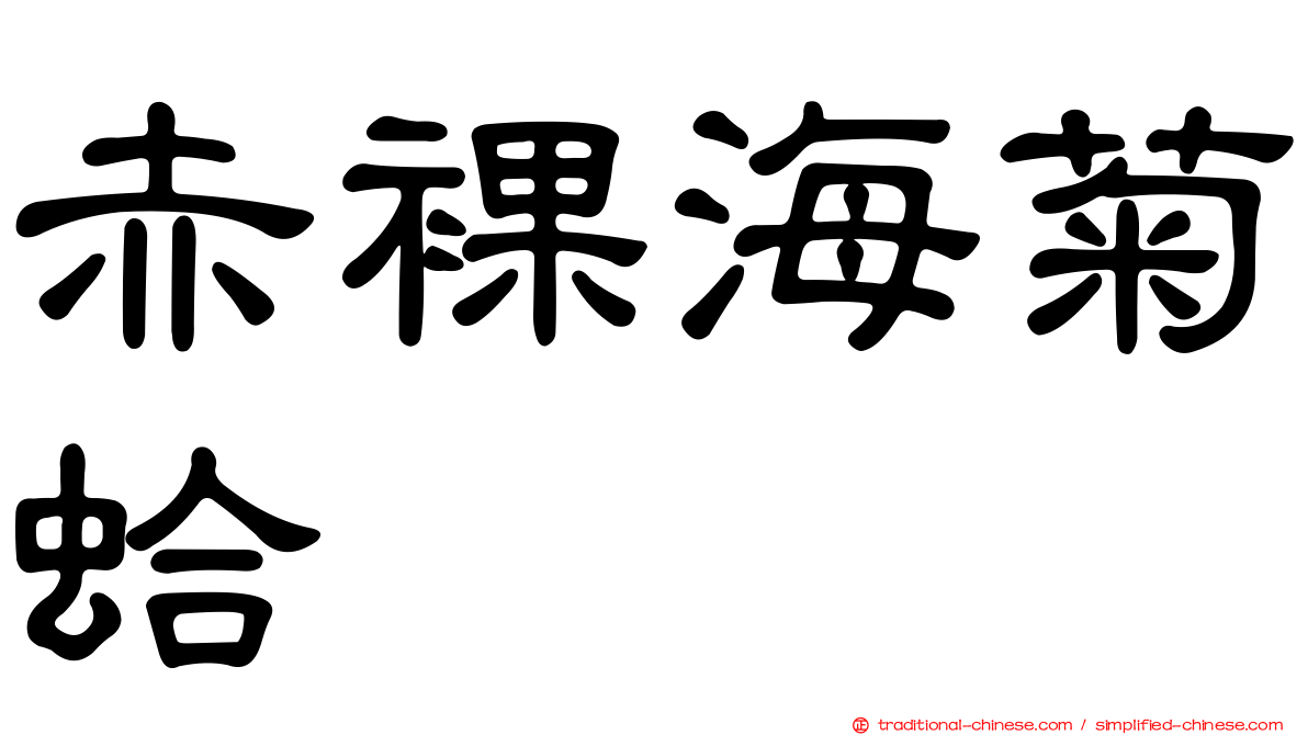 赤裸海菊蛤