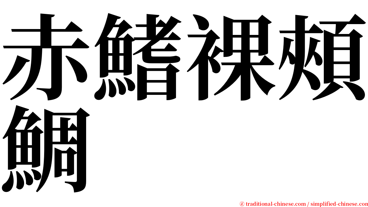 赤鰭裸頰鯛 serif font