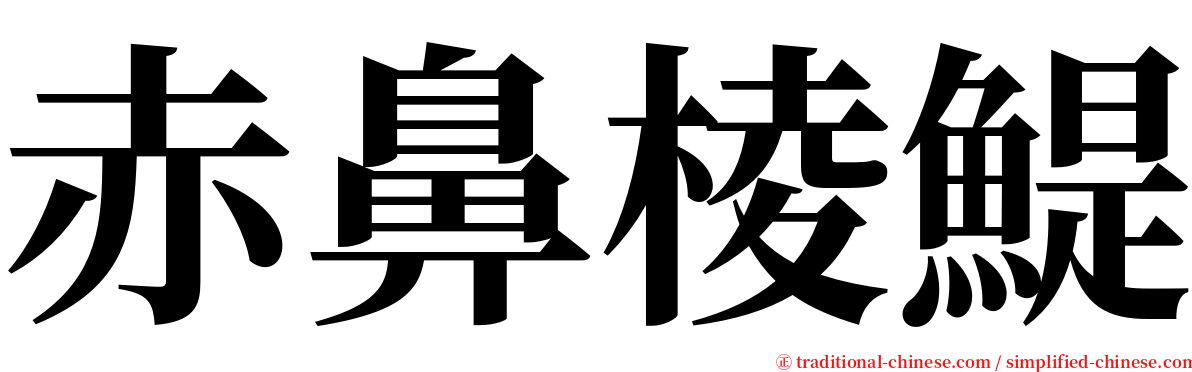 赤鼻棱鯷 serif font