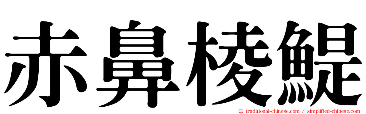 赤鼻棱鯷