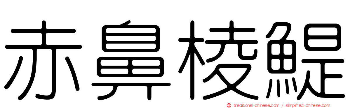 赤鼻棱鯷